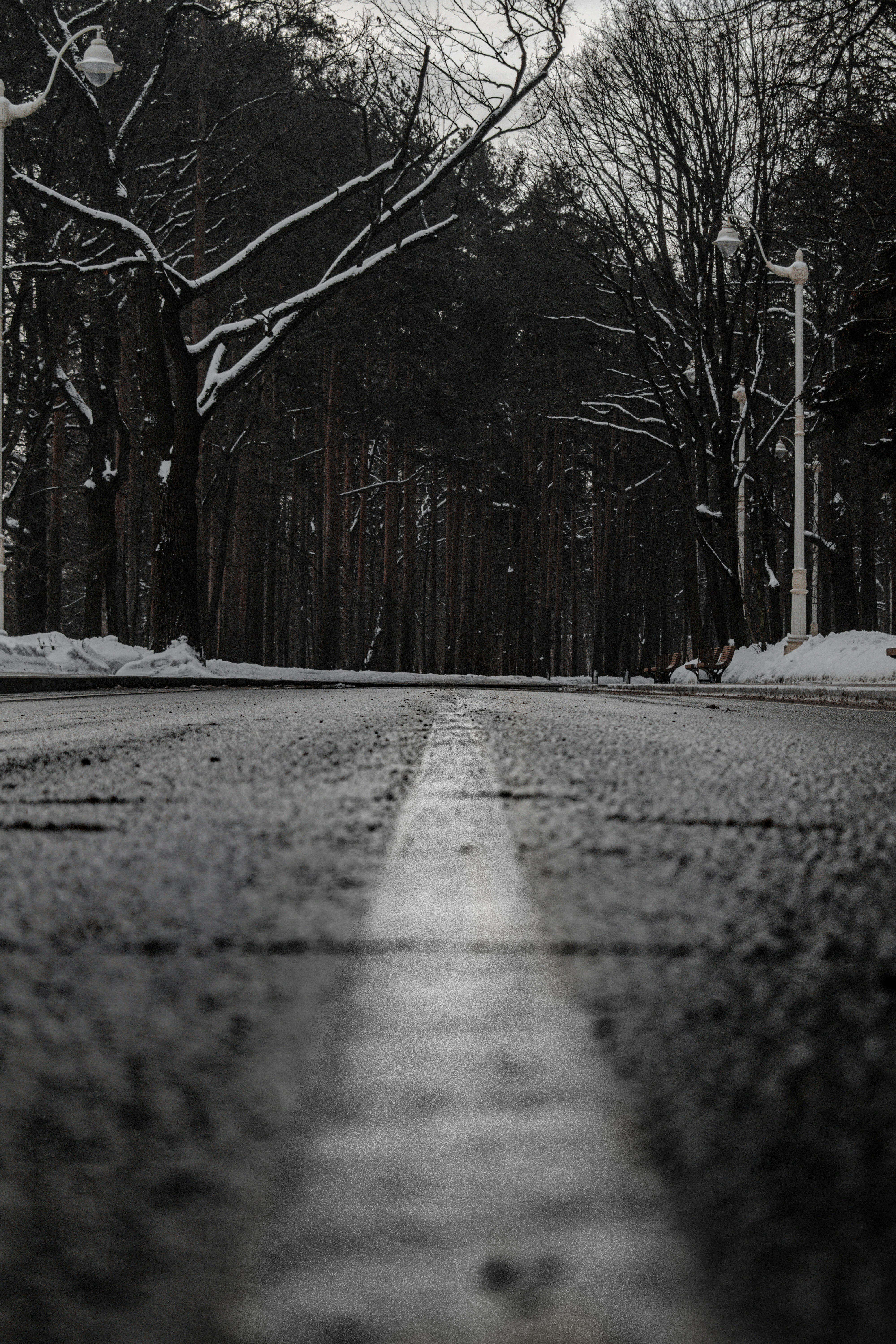 snow covered road between bare trees during daytime